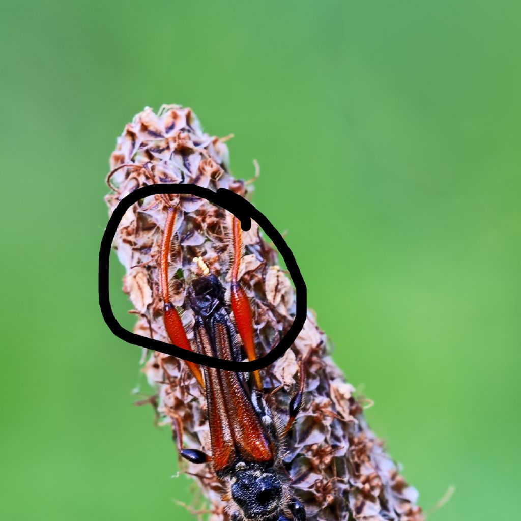 Cerambycidae:  Stenopterus ater